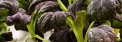 A Bronx School Garden Program: Serving Up Good Hydroponically